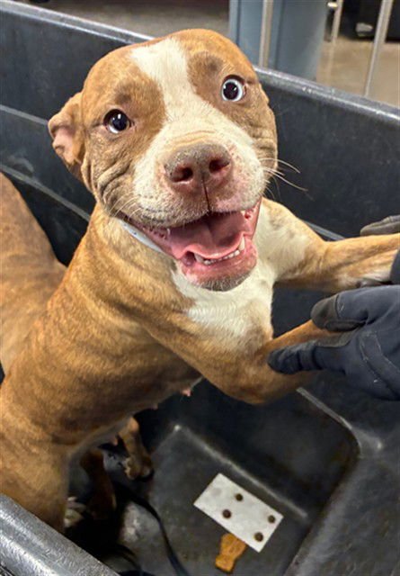 SUNFLOWER - American Pit Bull Terrier available for adoption