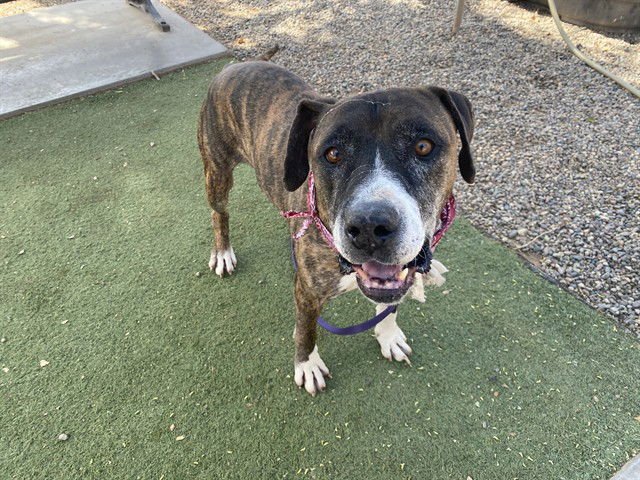 SHERIFF - Boxer available for adoption