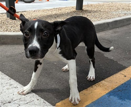 PINKY PIE - American Pit Bull Terrier / Boxer available for adoption