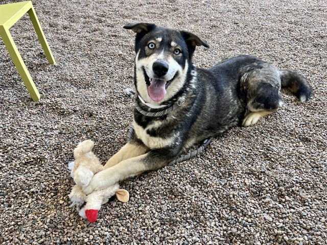 SADIE - Siberian Husky available for adoption