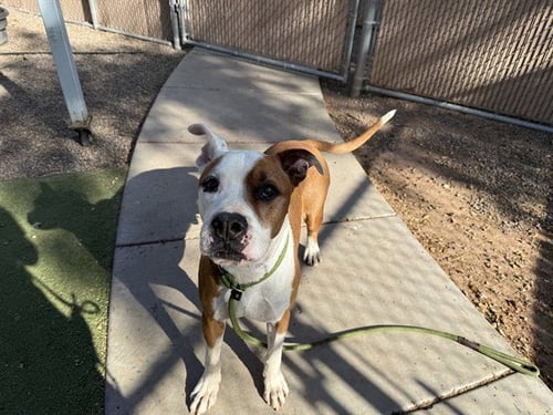 SPENCER - American Pit Bull Terrier available for adoption