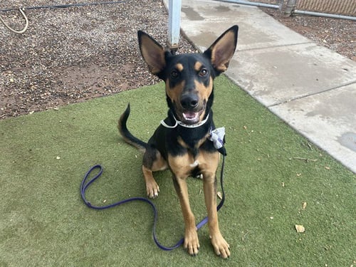 ORBIT - German Shepherd Dog / Doberman Pinscher available for adoption
