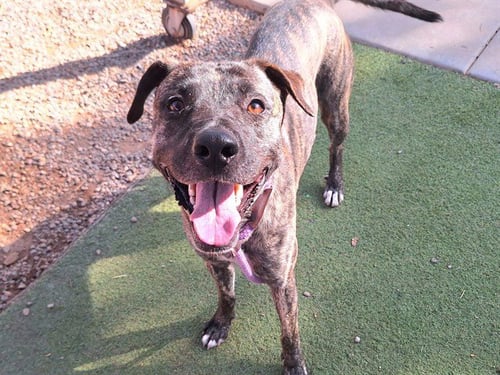 PAPAYA - Labrador Retriever / American Pit Bull Terrier available for adoption