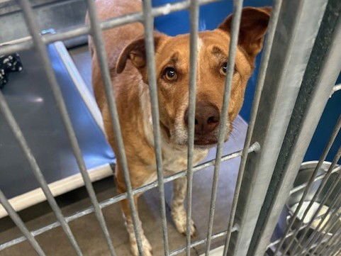 ZEUS - Australian Cattle Dog/Blue Heeler available for adoption