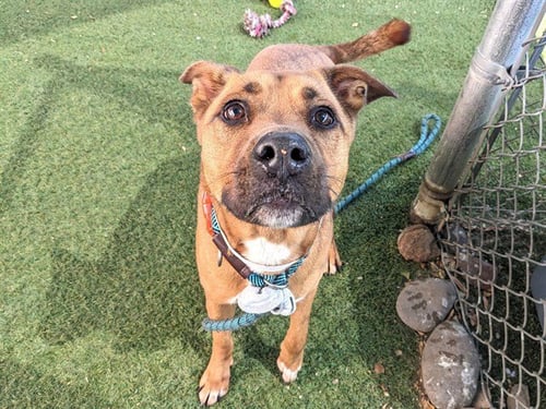 PEBBLES - American Pit Bull Terrier available for adoption