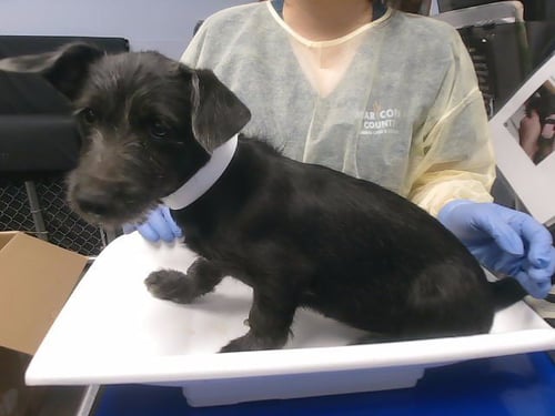 SALEM - Cairn Terrier available for adoption