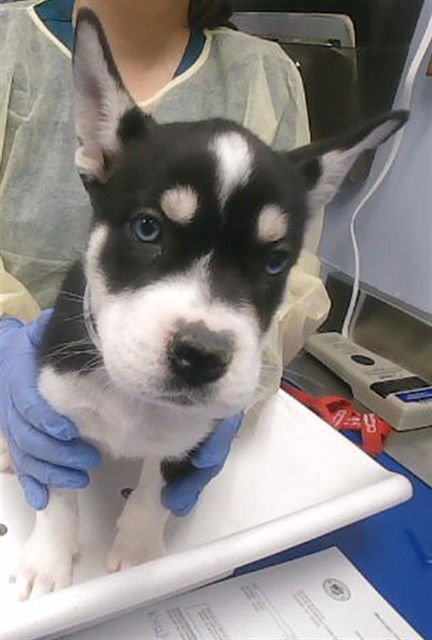 POPPY - Siberian Husky available for adoption