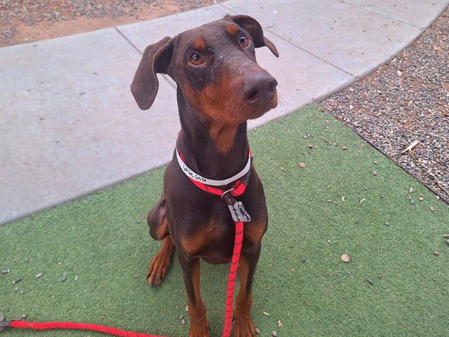 RED BARON - Doberman Pinscher available for adoption