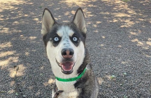 DOTTIE - Siberian Husky available for adoption