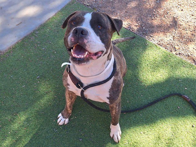 REX - American Pit Bull Terrier available for adoption