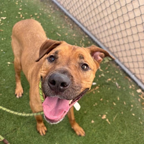 BUCK - American Pit Bull Terrier available for adoption
