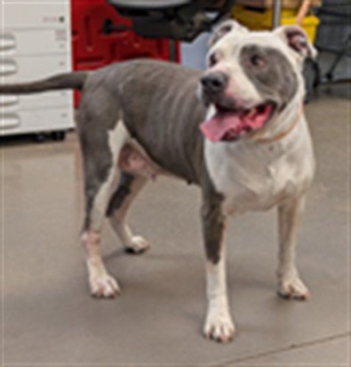 PAVLOVA - American Pit Bull Terrier available for adoption