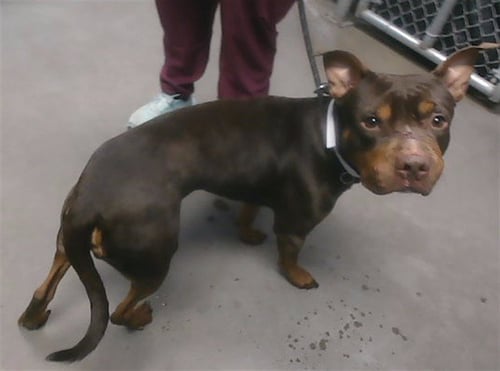 MAC - American Pit Bull Terrier available for adoption
