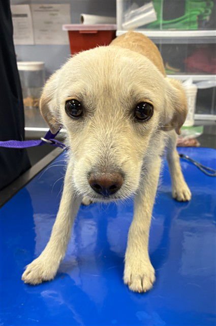 KIA - Cairn Terrier / Chihuahua available for adoption