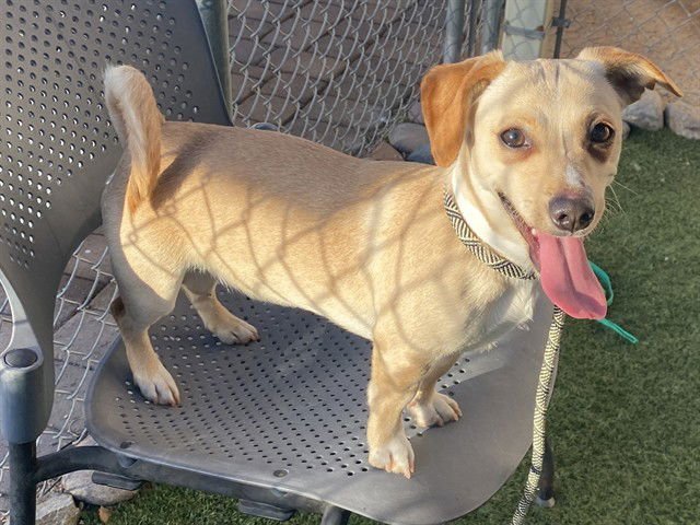 SWEET TART - Chihuahua available for adoption