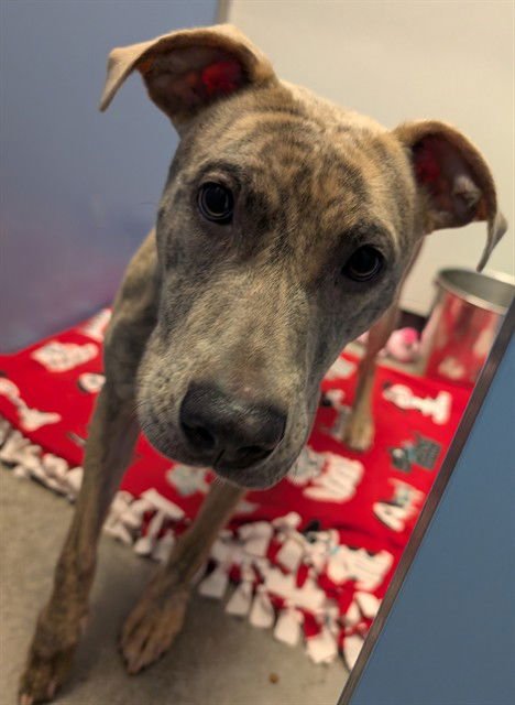 BUNGEE - American Pit Bull Terrier available for adoption