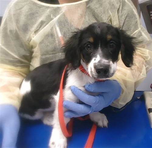 ARTIE - Cocker Spaniel available for adoption