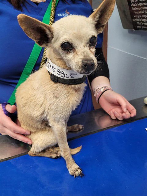 AUSTRALIA - Chihuahua available for adoption