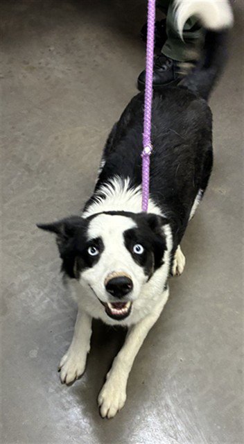 SKY - Border Collie / Siberian Husky available for adoption