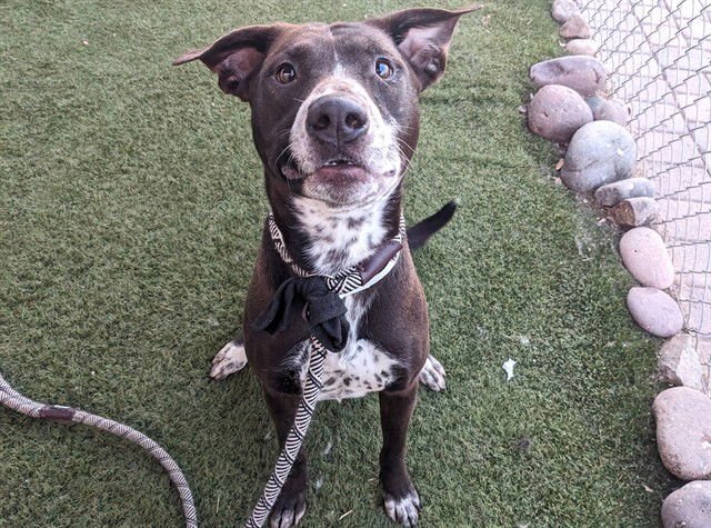 SHADOW - Australian Kelpie available for adoption