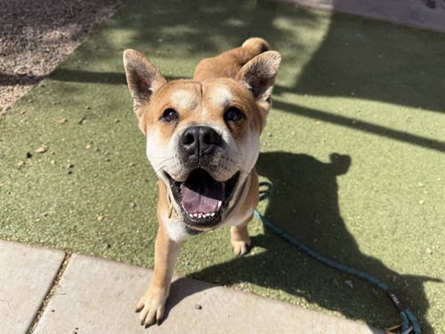 SQUIRREL - Chinese Shar-Pei / Chow Chow available for adoption