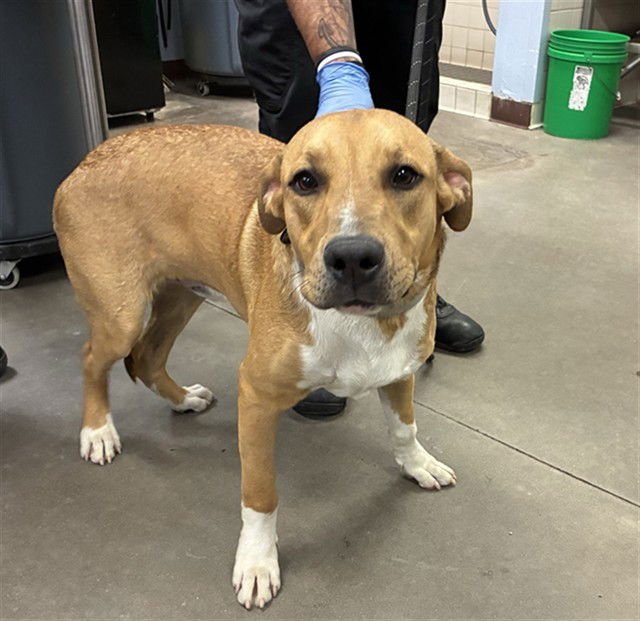 POPEYE - Labrador Retriever / American Pit Bull Terrier available for adoption