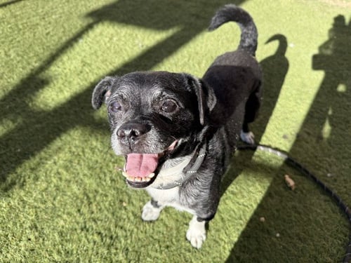 WINSTON - Chihuahua available for adoption