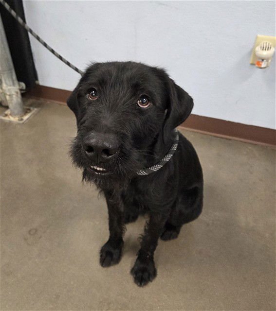 BANKSY - German Shorthaired Pointer available for adoption