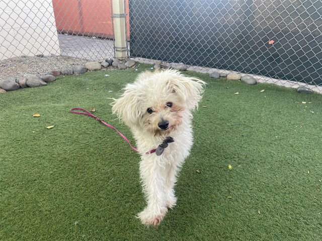 SUZY - Poodle (Miniature) available for adoption