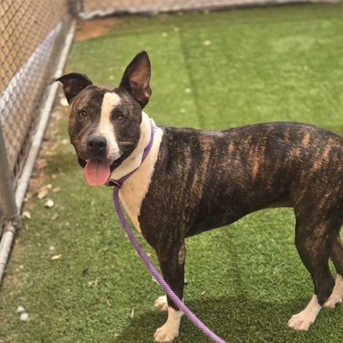 BELLA - American Pit Bull Terrier available for adoption