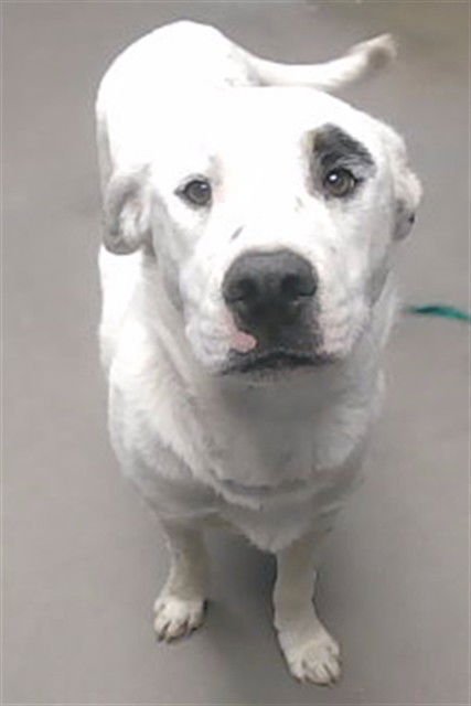 SWEENEY - Labrador Retriever available for adoption