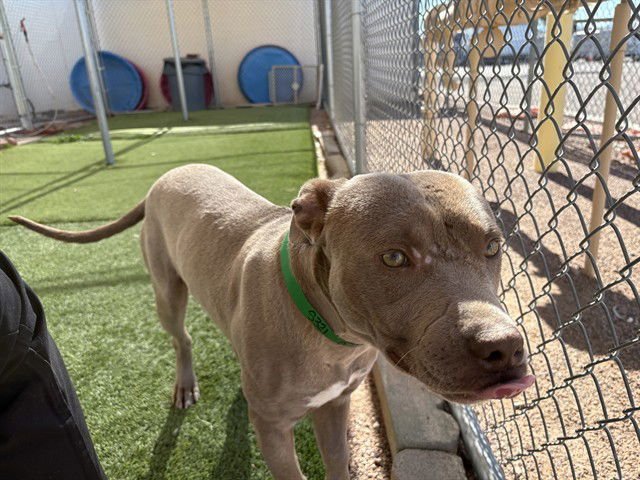 WHOPPER - American Pit Bull Terrier available for adoption