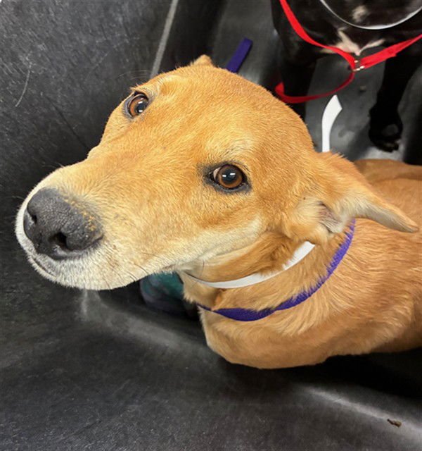 ARLO - American Pit Bull Terrier available for adoption