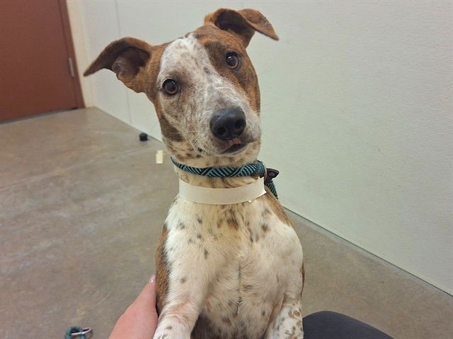 PISTACHIO - Australian Kelpie available for adoption