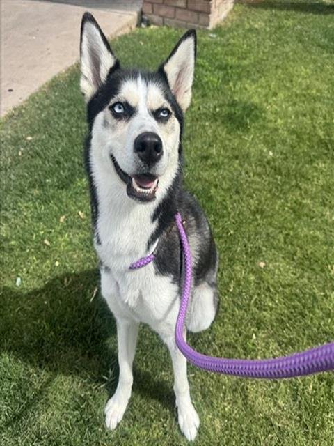 CUTIE PATOOTIE - Alaskan Klee Kai available for adoption
