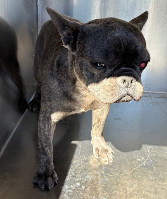 STRIPES - French Bulldog available for adoption
