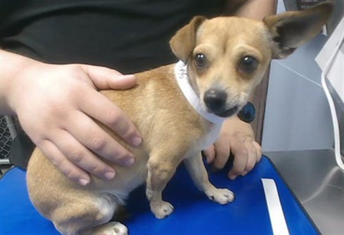 BUFFY - Chihuahua available for adoption