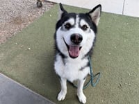 TUX - Photo 1