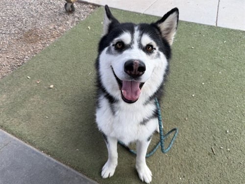 TUX - Husky available for adoption