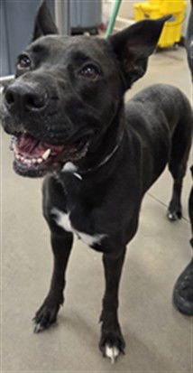 MUFFIN - Labrador Retriever available for adoption