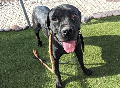 PEPPERCORN - Cane Corso Mastiff available for adoption