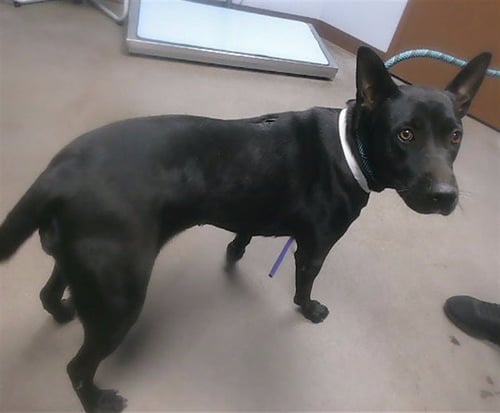 JADE - American Pit Bull Terrier / Labrador Retriever available for adoption