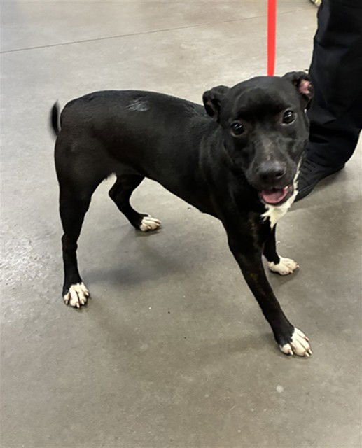 RITA - American Pit Bull Terrier available for adoption