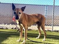 SKIPPY - Photo 1