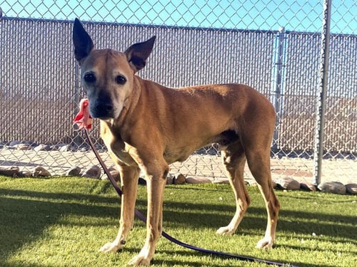 SKIPPY - Boxer / Rhodesian Ridgeback available for adoption