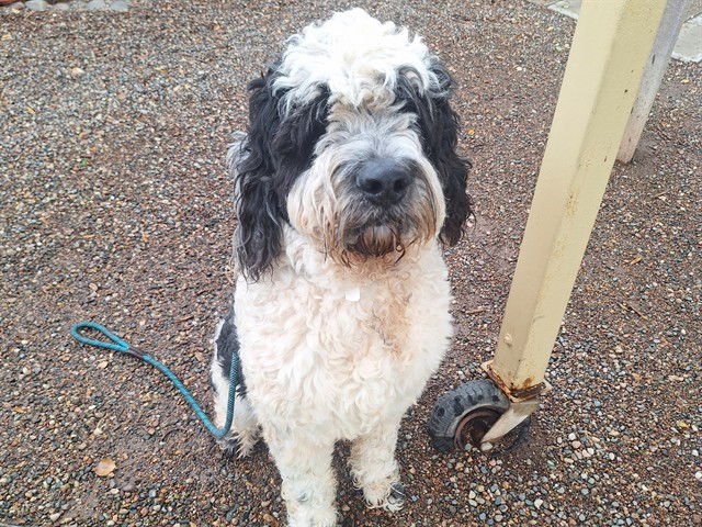 BIG MOO - Poodle (Standard) / Bernese Mountain Dog available for adoption
