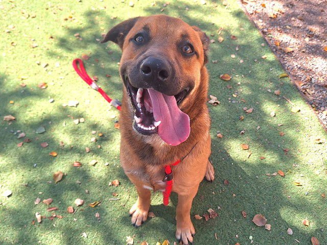 BEAR - Black Mouth Cur / Bluetick Coonhound available for adoption