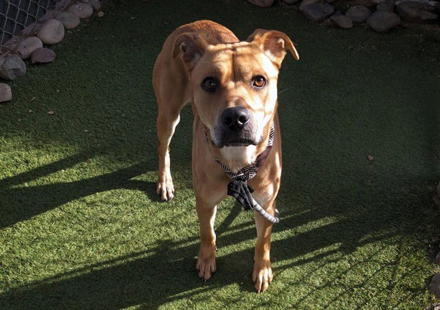 KALUA - Boxer available for adoption