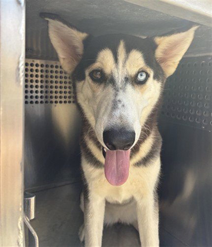 BUNNY - Siberian Husky available for adoption