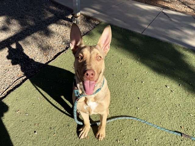 PLATI - American Pit Bull Terrier available for adoption